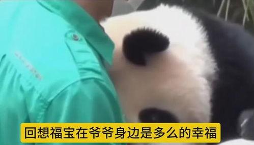 福宝爷爷的爆料视频在线观看